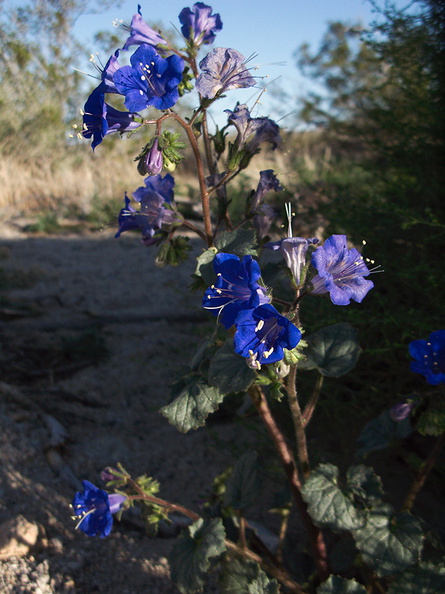 Phacelia-campanularia-Canterbury-bells-Pinto-Basin-area-Joshua-Tree-2012-03-14-IMG_1161.jpg