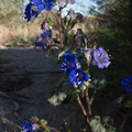 Phacelia-campanularia-Canterbury-bells-Pinto-Basin-area-Joshua-Tree-2012-03-14-IMG 1161