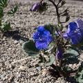 Phacelia-campanularia-Canterbury-bells-new-wash-Box-Canyon-2012-03-14-IMG 1136
