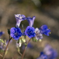 Phacelia-campanularia-Canterbury-bells-new-wash-Box-Canyon-2012-03-14-IMG 4399