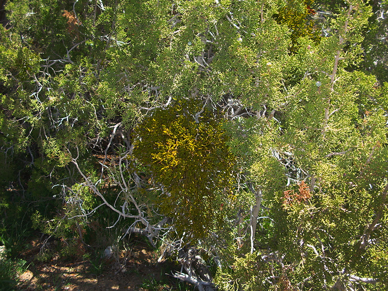 Phoradendron-densum-on-juniper-Queen-Valley-area-Joshua-Tree-2010-04-25-IMG_4795.jpg