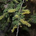 Prosopis-pubescens-screwbean-flowering-Hidden-Valley-Joshua-Tree-2012-06-30-IMG 5489