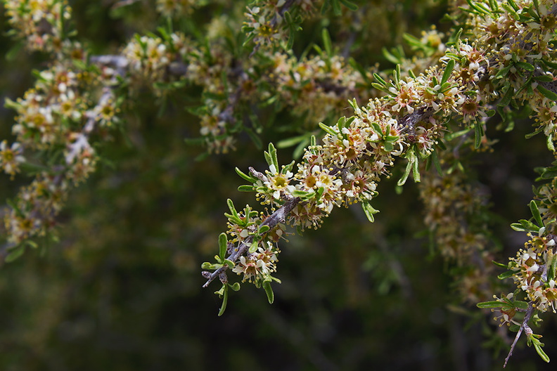 Prunus-fasciculata-desert-almond-transition-zone-Joshua-Tree-2010-04-17-IMG_0346.jpg