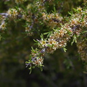 Prunus-fasciculata-desert-almond-transition-zone-Joshua-Tree-2010-04-17-IMG 0346