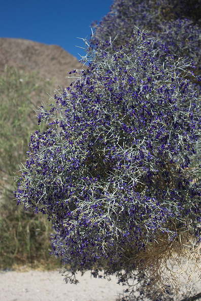 Psorothamnus-arborescens-Mojave-indigo-bush-in-dry-wash-along-Box-Canyon-Rd-Joshua-Tree-2012-07-01-IMG_5760.jpg