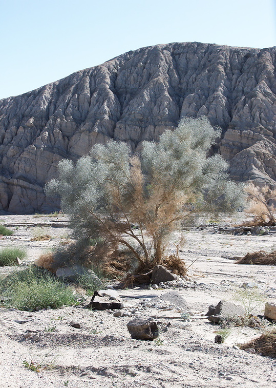Psorothamnus-spinosus-smoke-tree-new-wash-Box-Canyon-2012-03-14-IMG 1102