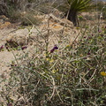 Salazaria-mexicana-bladder-sage-Live-Oak-picnic-area-Joshua-Tree-2010-04-25-IMG 4836