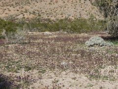 Salvia-columbariae-chia-carpet-near-Cactus-Garden-Joshua-Tree-2012-03-14-IMG 1154