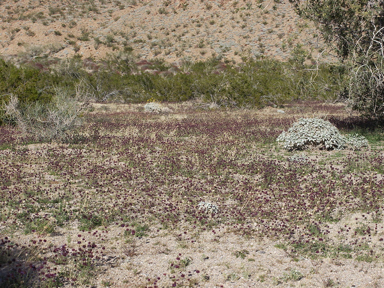 Salvia-columbariae-chia-carpet-near-Cactus-Garden-Joshua-Tree-2012-03-14-IMG_1154.jpg