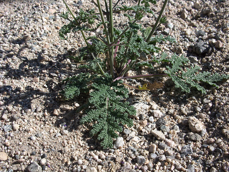 Salvia-columbariae-chia-leaves-new-wash-Box-Canyon-2012-03-14-IMG_1099.jpg