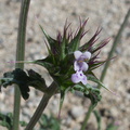 Salvia-columbariae-chia-new-wash-Box-Canyon-2012-03-14-IMG 1100