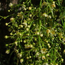 Schinus-molle-Peruvian-pepper-tree-Twentynine-Palms-motel-2010-04-25-IMG 4726