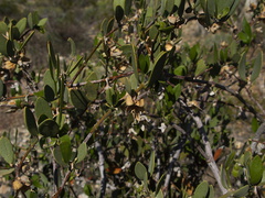 Simmondsia-chinensis-jojoba-pistillate-Joshua-Tree-2010-04-24-IMG 4683
