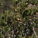 Simmondsia-chinensis-jojoba-pistillate-Joshua-Tree-2010-04-24-IMG 4683