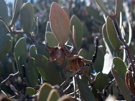 Simmondsia-chinensis-jojoba-south-Joshua-Tree-2012-03-15-IMG 4466-1
