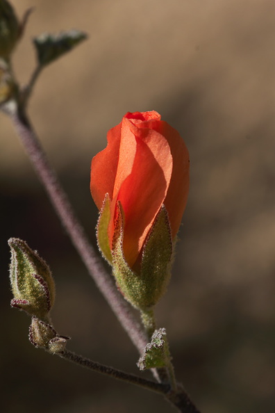 Sphaeralcea-ambigua-apricot-mallow-bud-Mastodon-Peak-Joshua-Tree-2012-03-15-IMG_4538.jpg