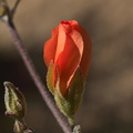 Sphaeralcea-ambigua-apricot-mallow-bud-Mastodon-Peak-Joshua-Tree-2012-03-15-IMG_4538.jpg