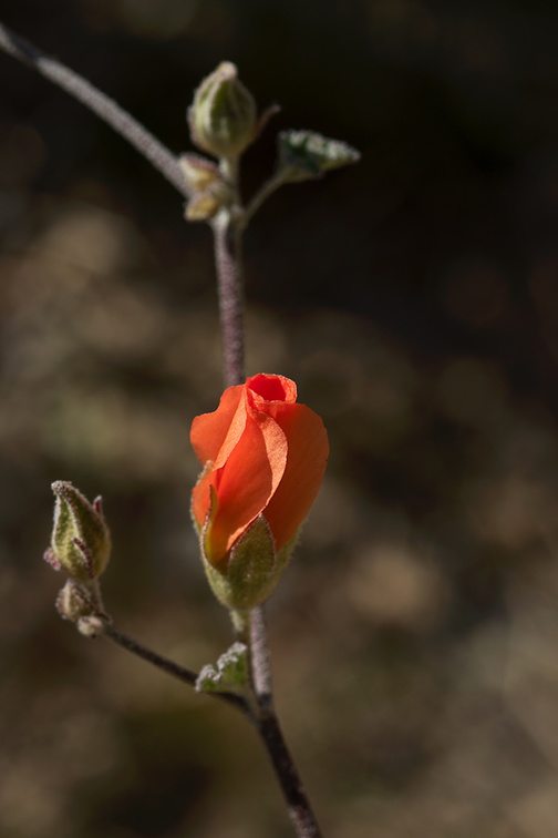 Sphaeralcea-ambigua-apricot-mallow-bud-Mastodon-Peak-Joshua-Tree-2012-03-15-IMG 4541