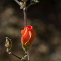 Sphaeralcea-ambigua-apricot-mallow-bud-Mastodon-Peak-Joshua-Tree-2012-03-15-IMG_4541.jpg