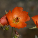 Sphaeralcea-ambigua-desert-mallow-Cottonwood-Spring-Joshua-Tree-2010-04-24-IMG 0546