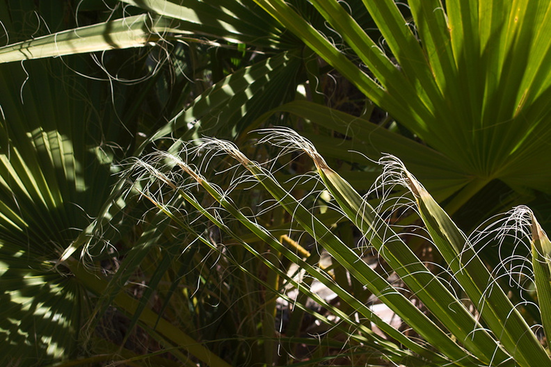 Washingtonia-filifera-California-fan-palm-showing-threads-49-Palms-Joshua-Tree-2013-02-16-IMG_3564.jpg