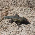 Western-fence-lizard-Sceleporus-occidentalis-Hidden-Valley-Joshua-Tree-2012-03-15-IMG 1238