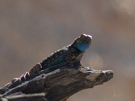 Western-fence-lizard-Sceleporus-occidentalis-Hidden-Valley-Joshua-Tree-2012-03-15-IMG 4447