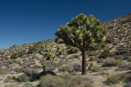 Yucca-brevifolia-Joshua-tree-High-View-loop-Black-Rock-Joshua-Tree-2013-02-17-IMG 7468