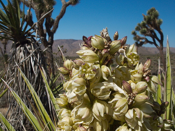Yucca-schidigera-Mojave-yucca-northwest-Joshua-Tree-2010-04-25-IMG 4767