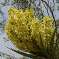 Yucca-schidigera-flowering-Mohave-yucca-transition-zone-Joshua-Tree-2010-04-17-IMG_0355.jpg