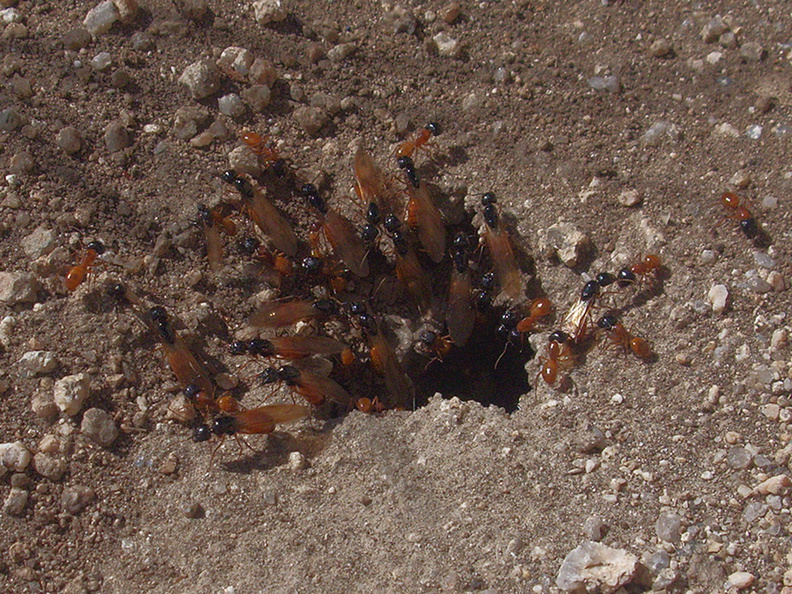 alates-emerging-Hymenoptera-indet-ants-Hidden-Valley-Joshua-Tree-2012-03-15-IMG_1199.jpg
