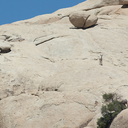 bighorn-sheep-Ovis-canadensis-on-rock-mountains-of-Hidden-Valley-Joshua-Tree-2012-06-30-IMG 5552