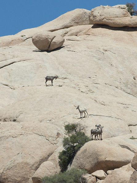 bighorn-sheep-Ovis-canadensis-on-rock-mountains-of-Hidden-Valley-Joshua-Tree-2012-06-30-IMG 5561