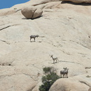 bighorn-sheep-Ovis-canadensis-on-rock-mountains-of-Hidden-Valley-Joshua-Tree-2012-06-30-IMG 5561