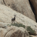 bighorn-sheep-Ovis-canadensis-on-rock-mountains-of-Hidden-Valley-Joshua-Tree-2012-06-30-IMG 5580 v2