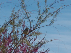 cactus-wren-at-motel-Campylorhynchus-brunneicapellus-in-Yucca-Valley-Joshua-Tree-2012-03-16-IMG 1328