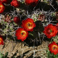 echinocereus-triglochidiatus-mojave-mound-cactus-nr-geology-road-2008-03-29-img 6833