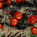 echinocereus-triglochidiatus-mojave-mound-cactus-nr-geology-road-2008-03-29-img 6833