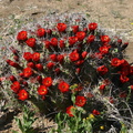 echinocereus-triglochidiatus-mojave-mound-cactus-nr-geology-road-2008-03-29-img 6841