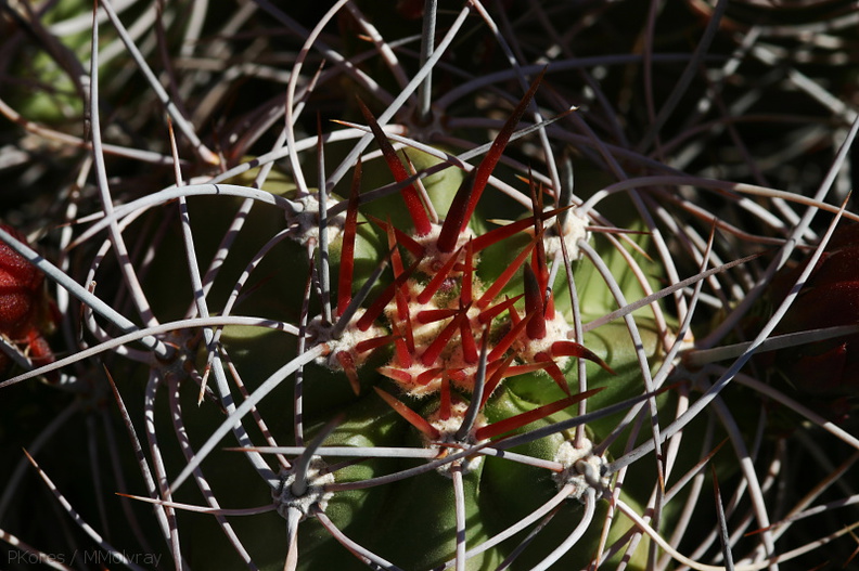 echinocereus-triglochidiatus-mojave-mound-cactus-nr-geology-road-2008-03-29-img_6842.jpg
