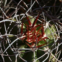 echinocereus-triglochidiatus-mojave-mound-cactus-nr-geology-road-2008-03-29-img 6842