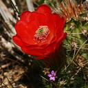 echinocereus-triglochidiatus-mojave-mound-cactus-nr-hidden-valley-2008-03-29-img 6744