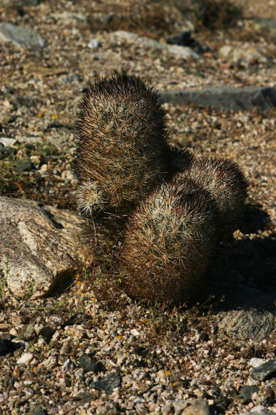 escobaria-vivipara-alversonii-foxtail-cactus-nr-arch-rock-2008-03-29-img_6852.jpg