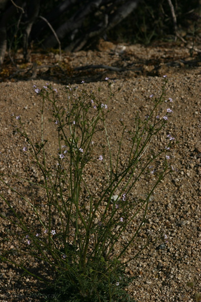 gilia-latiflora-broad-flowered-gilia-cottonwood-springs-rd-2008-03-28-img 6626