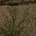 gilia-latiflora-broad-flowered-gilia-cottonwood-springs-rd-2008-03-28-img 6626