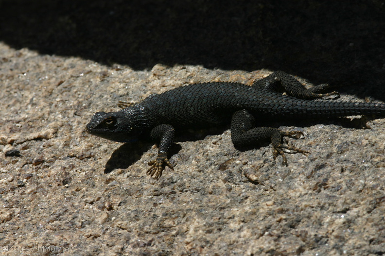 great-basin-fence-lizard-sceleporus-biseriatus-barker-dam-2008-03-29-img 6785