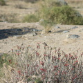hummingbird-Costas-female-near-chuparosa-new-wash-Box-Canyon-2012-03-14-IMG_4392.jpg
