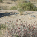 hummingbird-Costas-female-near-chuparosa-new-wash-Box-Canyon-2012-03-14-IMG 4392