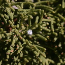 juniperus-californicus-detail-barker-dam-area-2008-03-29-img 6772