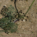 lomatium-mohavense-desert-parsley-nr-hidden-valley-2008-03-29-img 6719